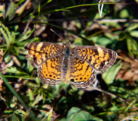 Butterfly along the New Boston Trail, Fairhaven, Massachusetts