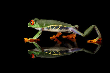 Red-eyed Tree Frog (Agalychnis callidryas) and its reflection on black background.