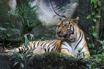 Close up bengal tiger is beautiful animal and dangerous in forest