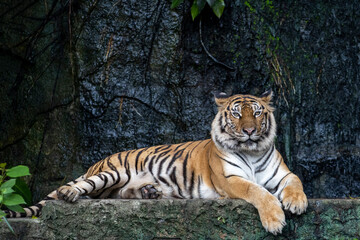 Fototapeta na wymiar Close up bengal tiger is sit down