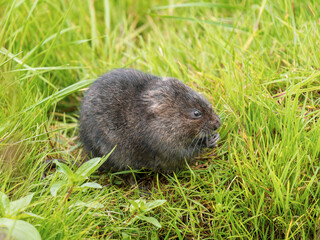 Water Vole Eating in a Grass Bank
