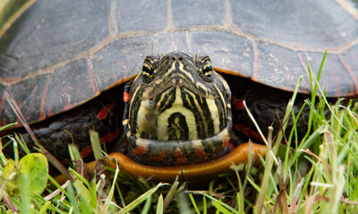 Obraz premium Eastern painted turtle, Ocean View Farm Reserve, Dartmouth, Massachusetts