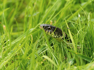 Close-up of a Grass Snake Head