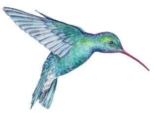 Watercolor drawing of a hummingbird bird on a white background. Handmade work.