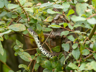 Close-up of a Grass Snake in a Bush