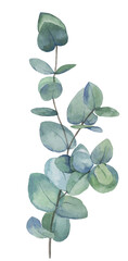 A branch of eucalyptus on a white background. Watercolor drawing.