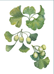 Watercolor drawing of ginkgo biloba leaves and fruits on a white background.