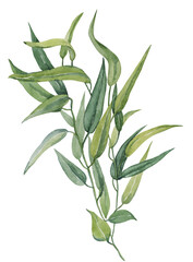 Watercolor drawing of a branch of eucalyptus on a white background.
