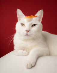 頭にお寿司をのせているカワイイ白猫　赤背景
