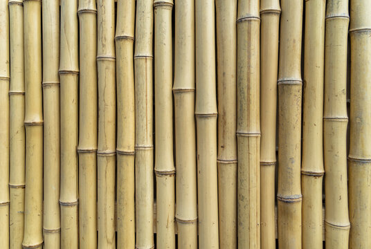 126,392 Bamboo Stick Royalty-Free Images, Stock Photos & Pictures