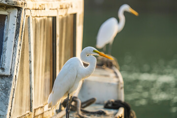 Great White Egret standing on old yacht