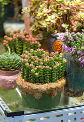 Miniature succulent plants (succulent cactus) at the garden