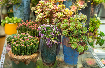 Miniature succulent plants (succulent cactus) at the garden