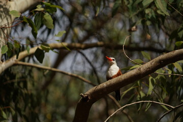Kingfisher