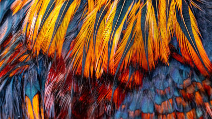 Chicken feather or Rooster feathers. Indian rooster bright color feathers.