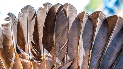 Chicken feather or Rooster feathers. Indian rooster bright color feathers.