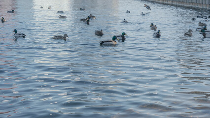 Waterfowl ducks and drakes on a winter river near open water in the city. A flock of ducks in the cold water.