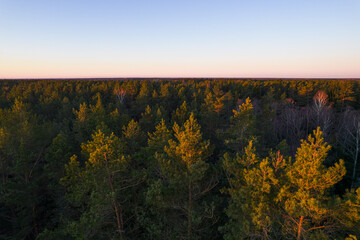 Fototapeta premium Drone photo of forests and groves in golden time