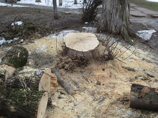 Felled tree in the park area. The tree is cut into small logs.