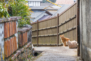 瀬戸の窯垣と街猫達