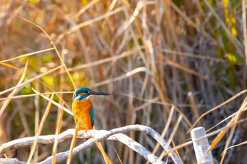 小枝に止まり餌を探すカワセミ