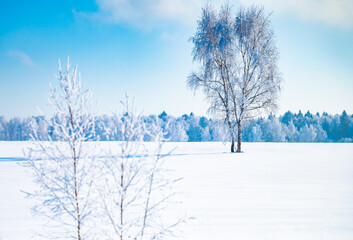Fototapeta na wymiar landscape forest frosty in winter