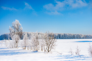 trees after freezing rain