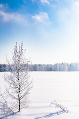 trees after freezing rain