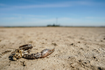 Dead Crawfish