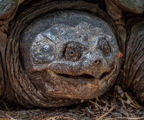 Snapping turtle and blood-engorged mosquito on the Agawam River Trail, Wareham, Massachusetts