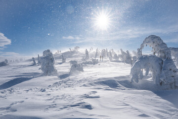 A snow-covered forest in the snow. Mountain pines covered with snow in clear weather. Winter mountain landscape.