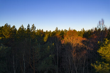 Drone photo of forests and groves in golden time