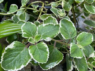 Obraz premium Close up of green moon valley pilea in the garden during summertime