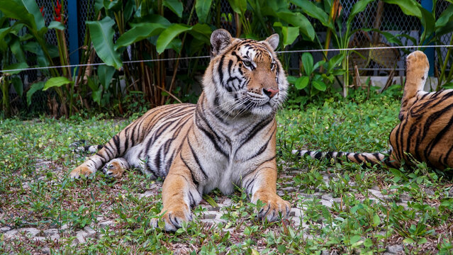 Tiger Kingdom Phuket Island, Thailand