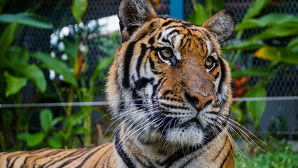 Tiger Kingdom Phuket Island, Thailand