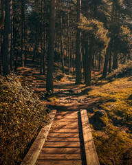 camino de madera que cruza el bosque, bosque frondoso que se divide con un puente de madera,...