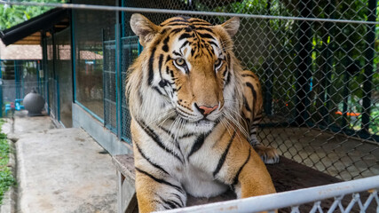 Tiger Kingdom Phuket Island, Thailand