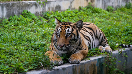 Naklejka na ściany i meble Tiger Kingdom Phuket Island, Thailand