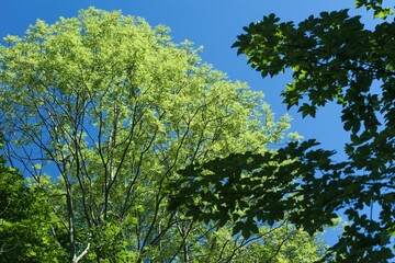 Crowns of deciduous trees in contrast to blue sky. Beautiful sunny summer weather.