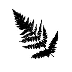 Botanical elements of fern leaves. Natural forest herbs. Black silhouette vector illustration isolated on white background. Design for cosmetics, drugs, medicine.