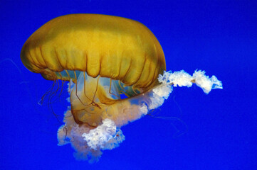 jelly fish in a water