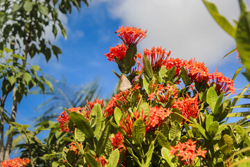 Butterfly landed on plants