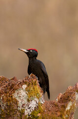 Black woodpecker, Dryocopus martius perched on old dry branch.