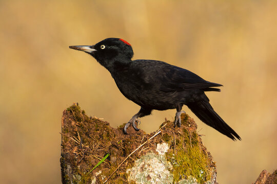 Black woodpecker, Dryocopus martius perched on old dry branch.