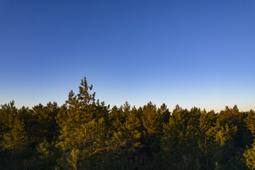 Fototapeta premium Drone photo of forests and groves in golden time