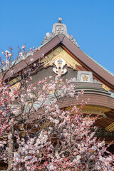 東京都文京区　湯島天神の梅まつり　紅梅白梅枝垂れ梅
