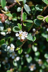 Bearberry cotoneaster Radicans