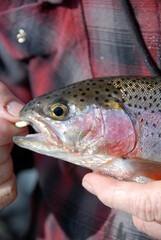 Rainbow trout caught while ice fishing 