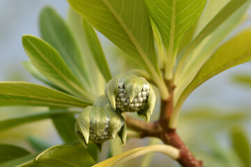 Paperbush Grandiflora