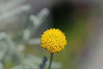 Cypress lavender cotton